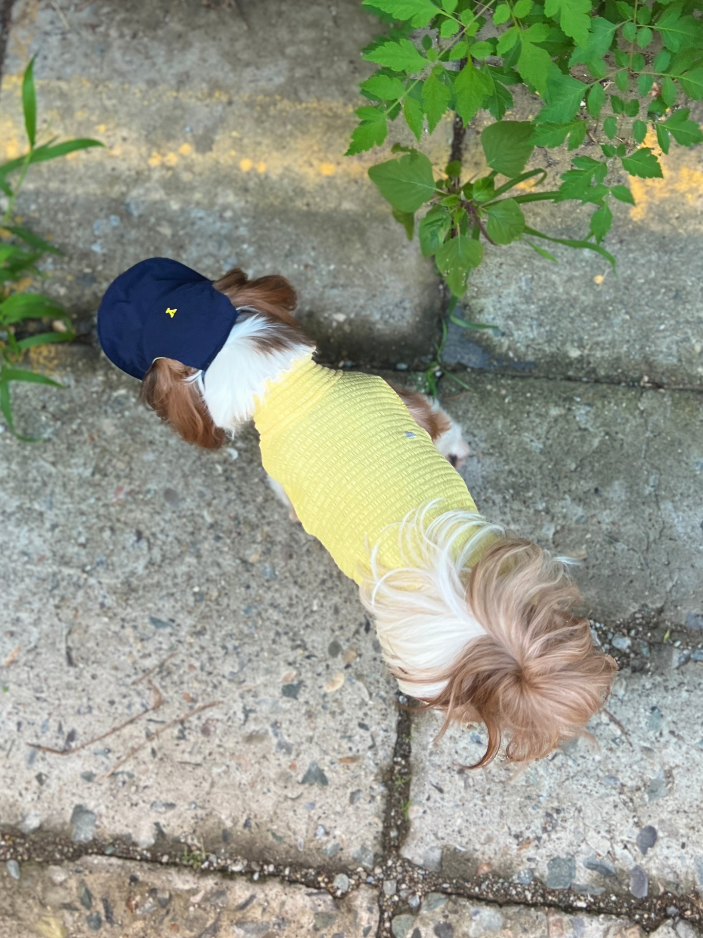 Oasis Series 3-IN-1 Reversible Lightweight Pet Cap (Adjustable)