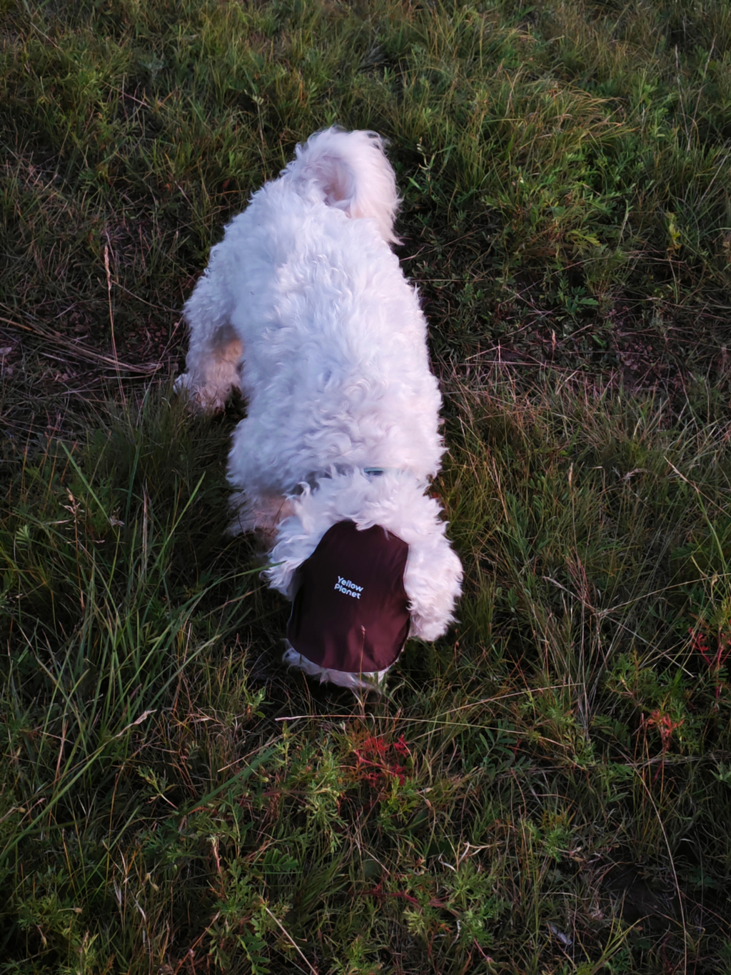 Oasis Series 3-IN-1 Reversible Lightweight Pet Cap (Adjustable)