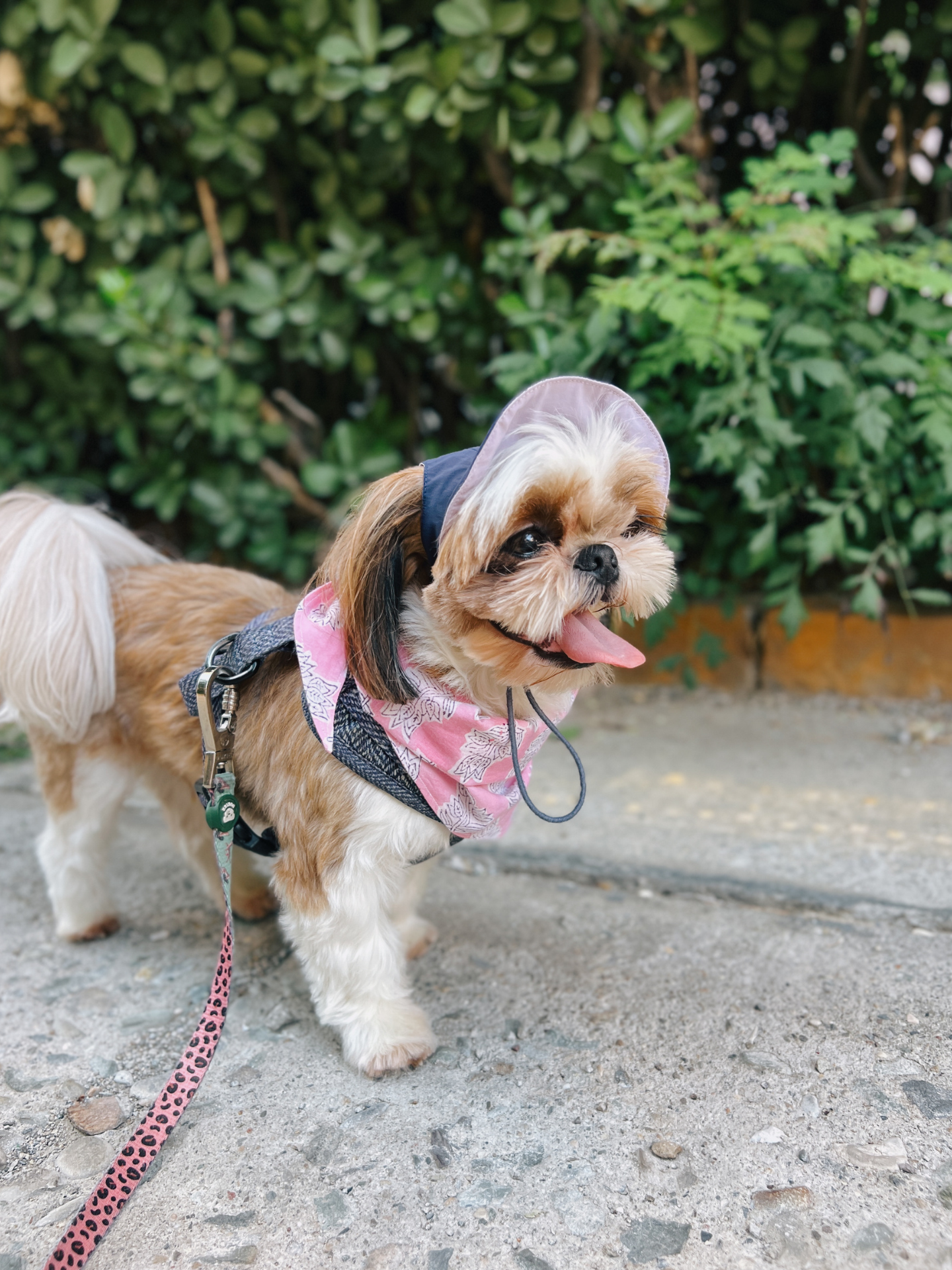 Oasis Series 3-IN-1 Reversible Lightweight Pet Cap (Adjustable)