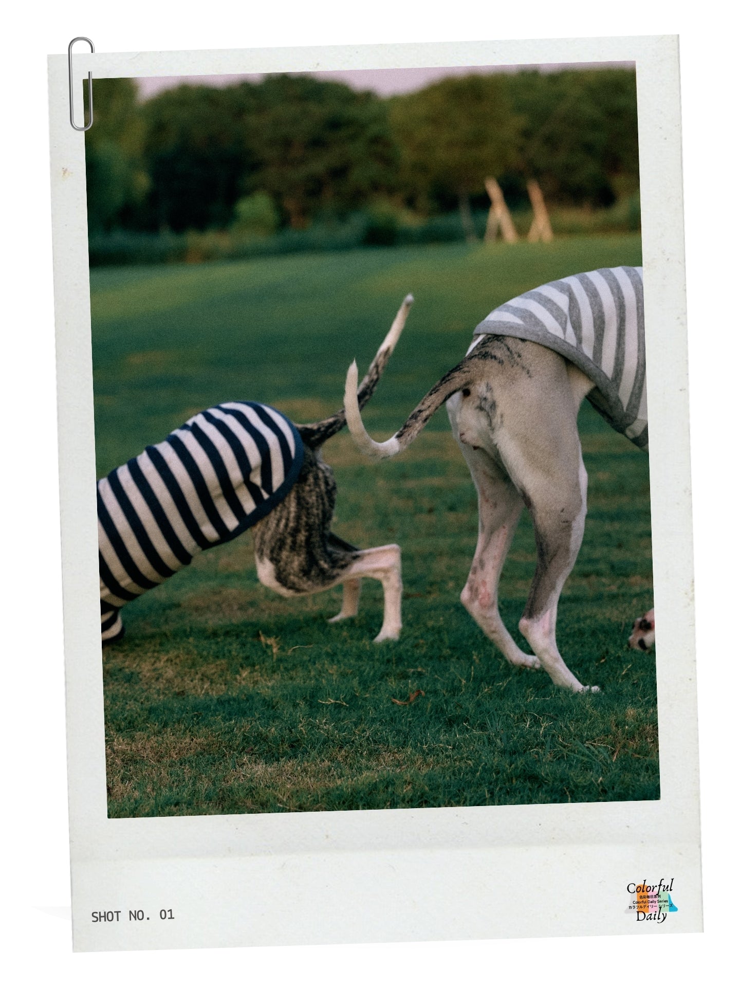 Colorful Daily Series  Classic Striped Yarn-Dyed Towel Cotton T-Shirt