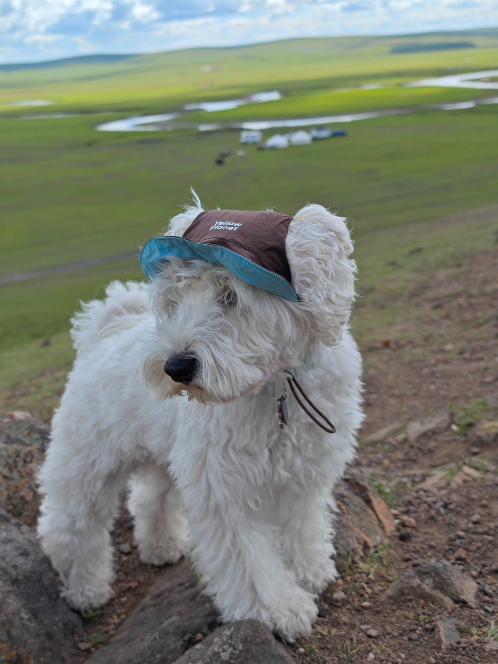 Oasis Series 3-IN-1 Reversible Lightweight Pet Cap (Adjustable)