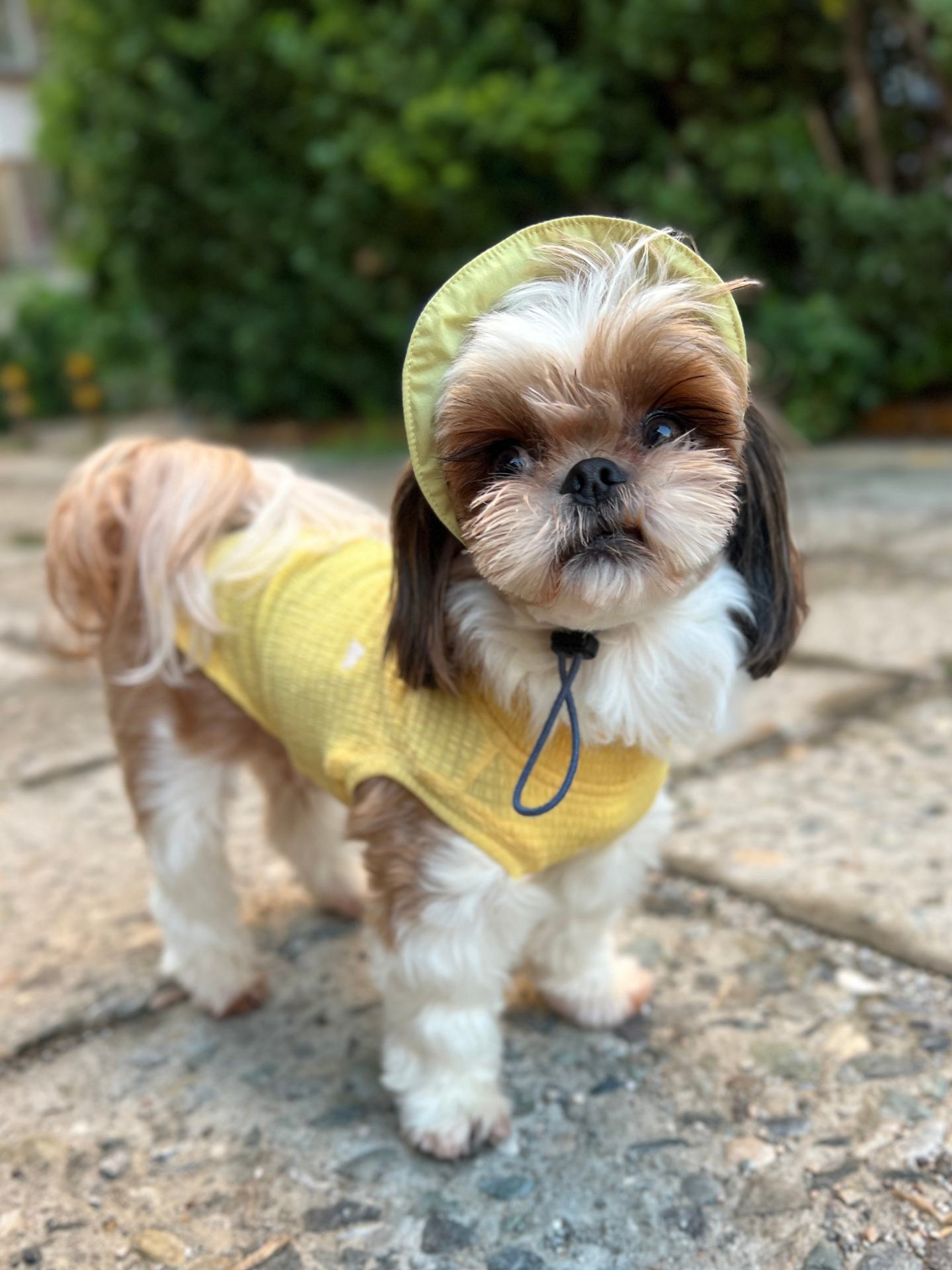 Oasis Series 3-IN-1 Reversible Lightweight Pet Cap (Adjustable)