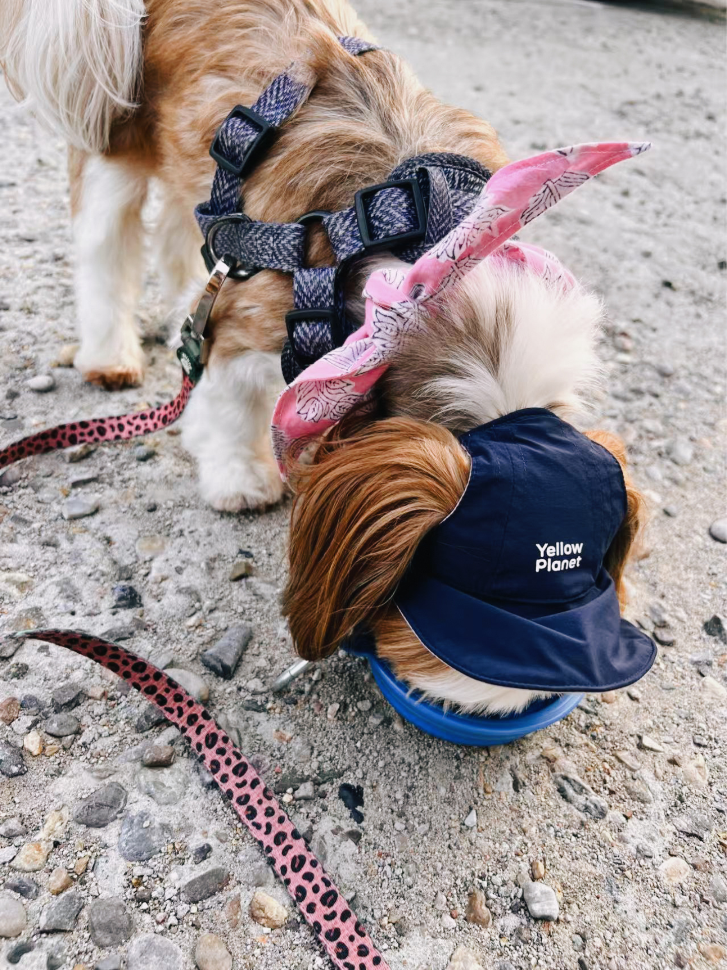 Oasis Series 3-IN-1 Reversible Lightweight Pet Cap (Adjustable)
