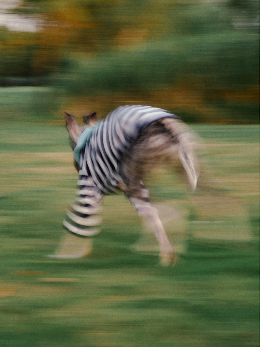 Colorful Daily Series Yarn-dyed Pet Stripe Outfit (Includes Matching Bandana)