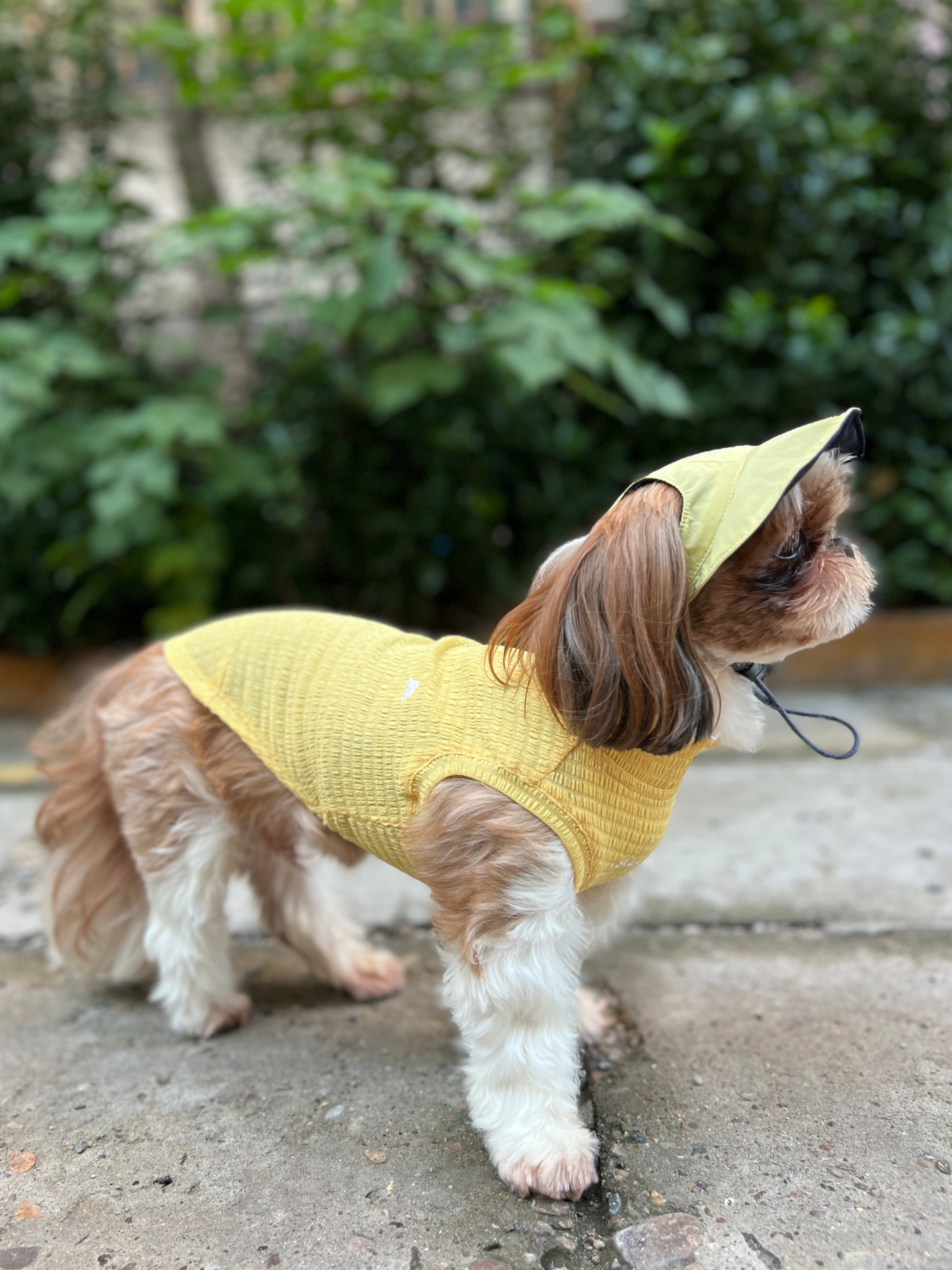 Oasis Series 3-IN-1 Reversible Lightweight Pet Cap (Adjustable)