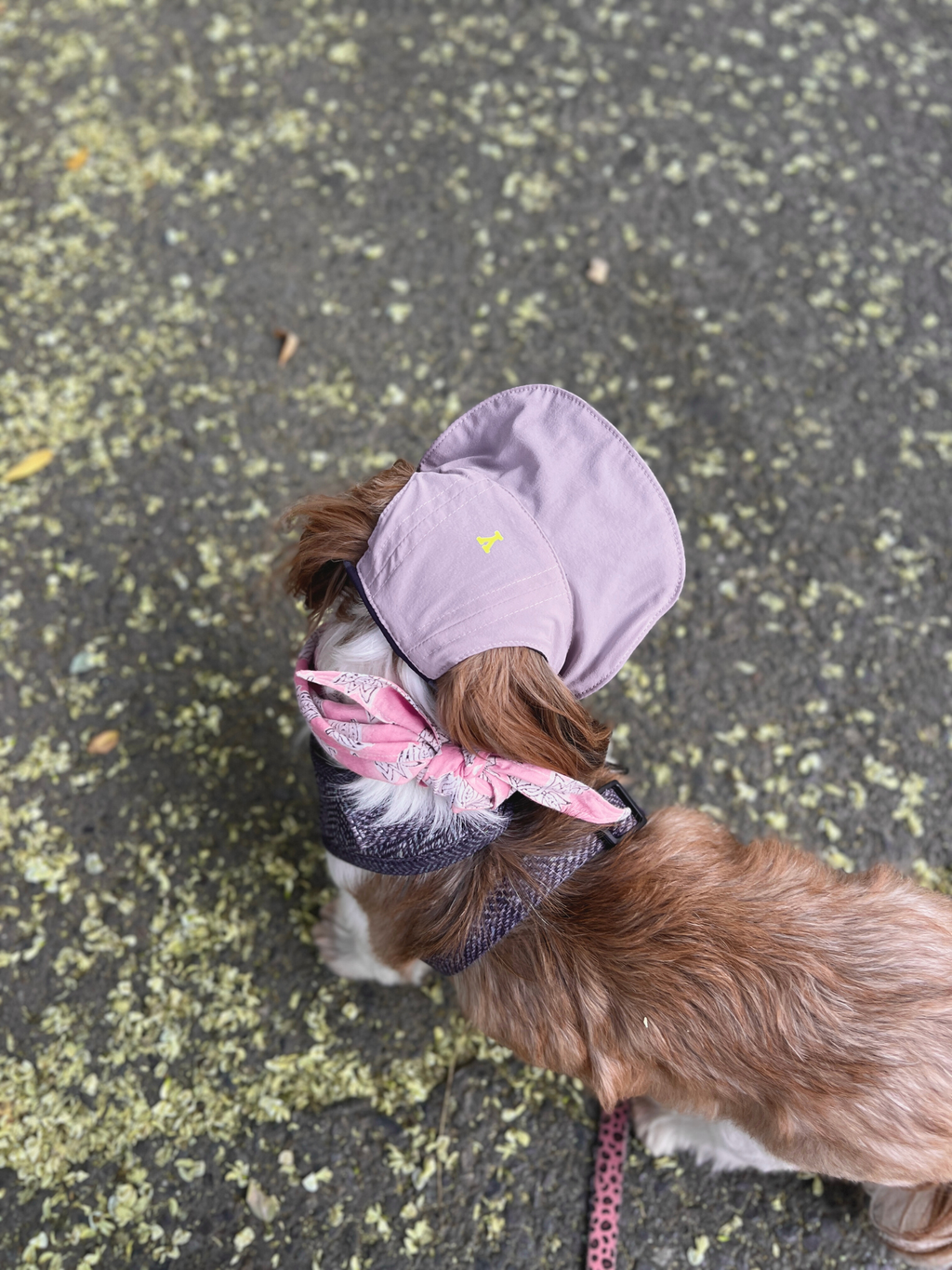 Oasis Series 3-IN-1 Reversible Lightweight Pet Cap (Adjustable)