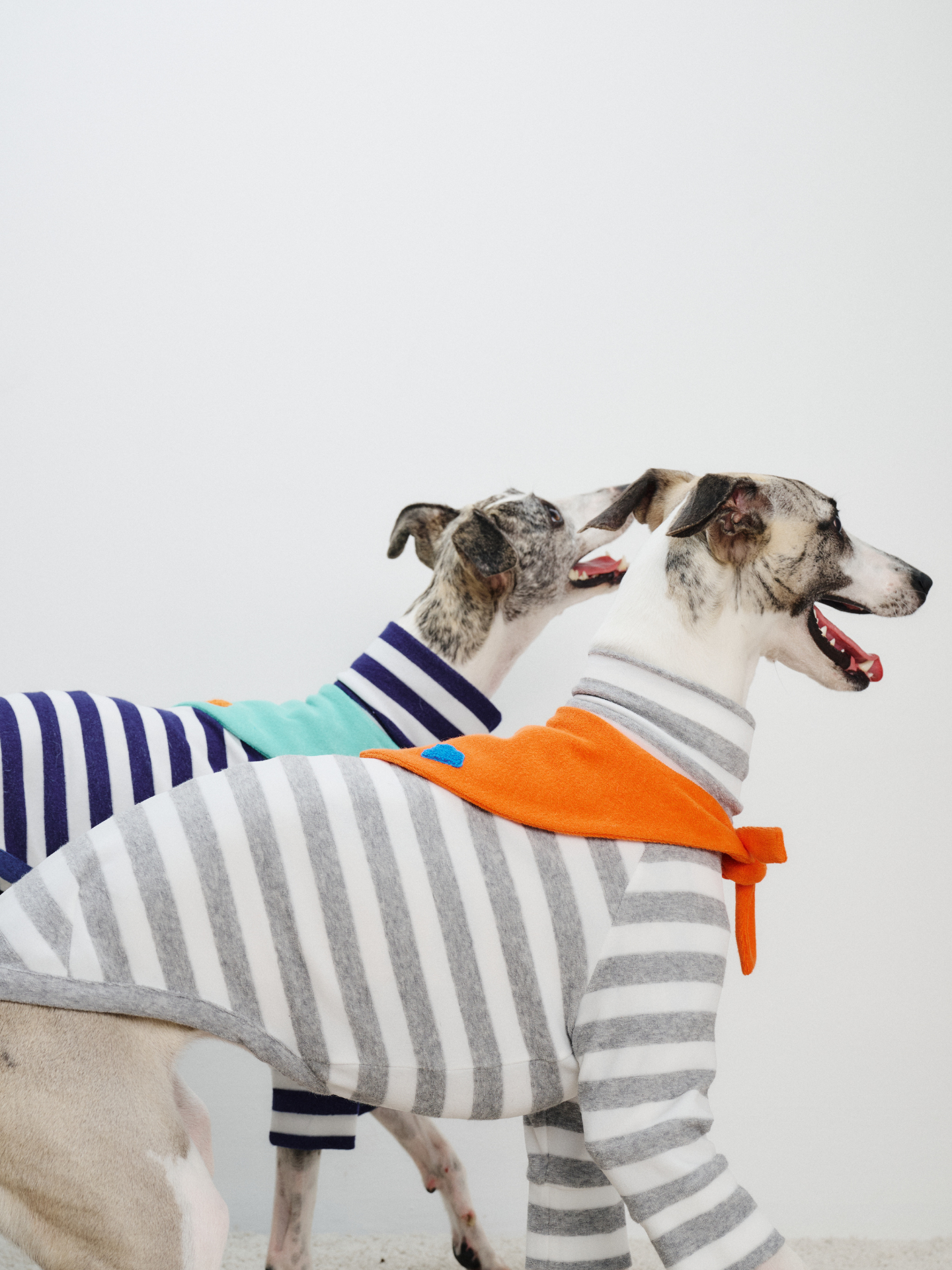 Colorful Daily Series Yarn-dyed Pet Stripe Outfit (Includes Matching Bandana)