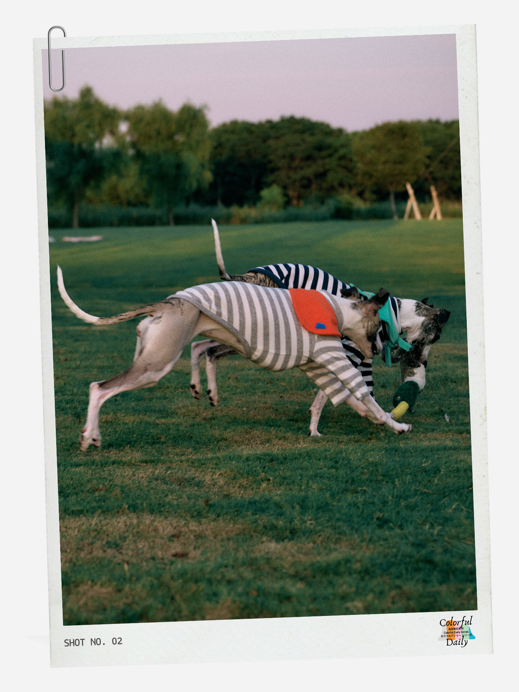 Colorful Daily Series Yarn-dyed Pet Stripe Outfit (Includes Matching Bandana)