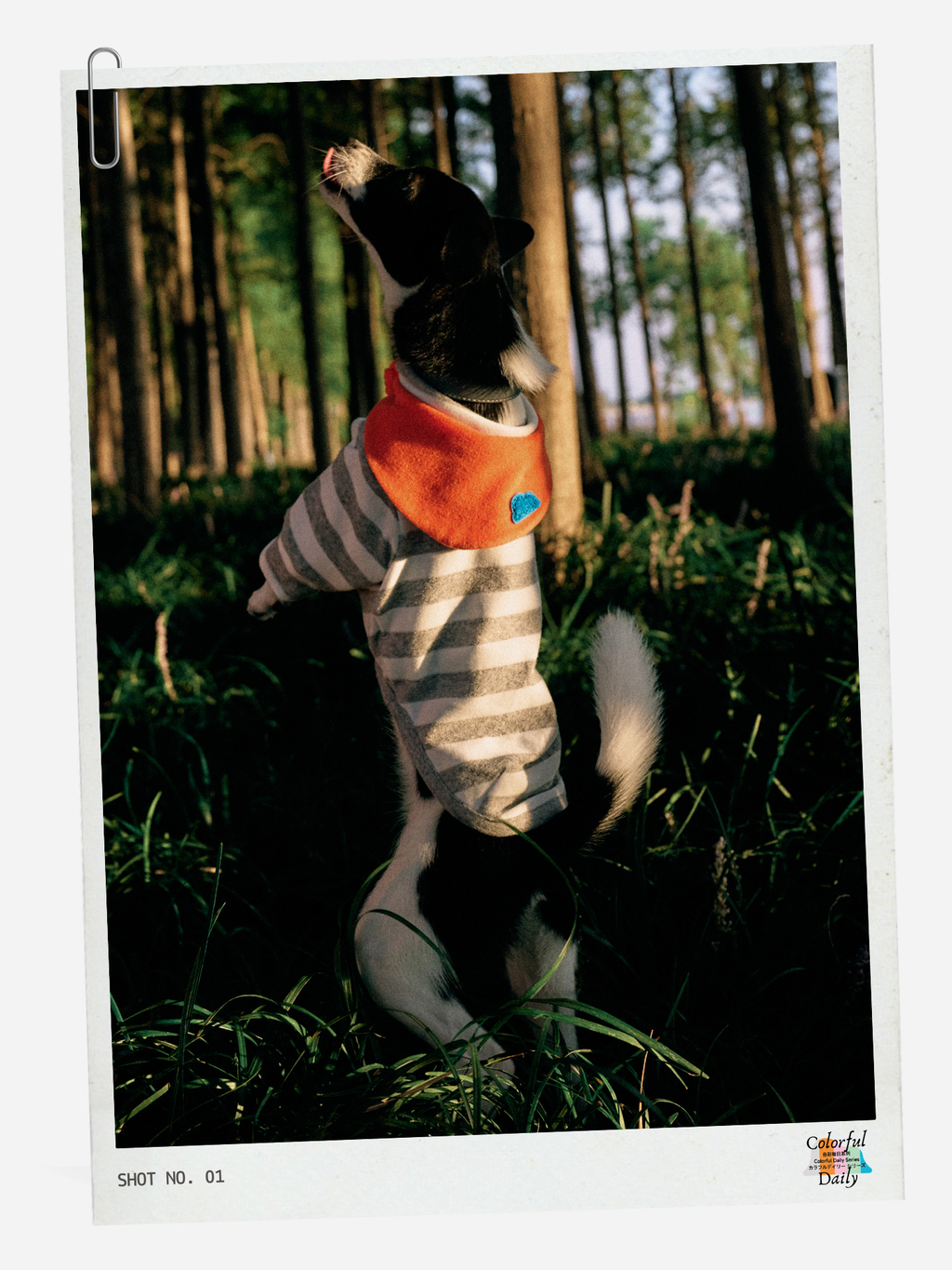 Colorful Daily Series Yarn-dyed Pet Stripe Outfit (Includes Matching Bandana)