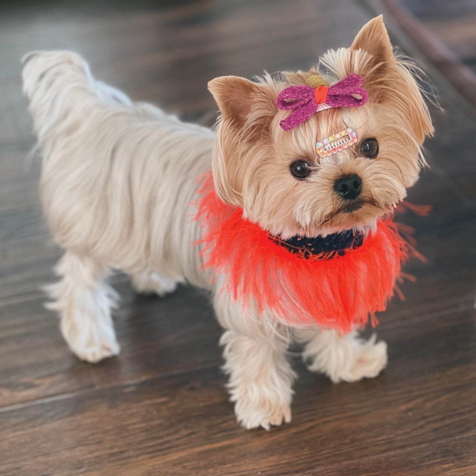 Pawsome Granny Gang Handmade "Duality" Wool & Yarn Snood for Pets