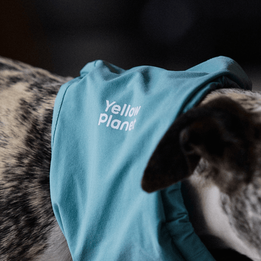 Close-up of a dog wearing the Oasis Series Ultralight 3-in-1 color block pet neck gaiter.