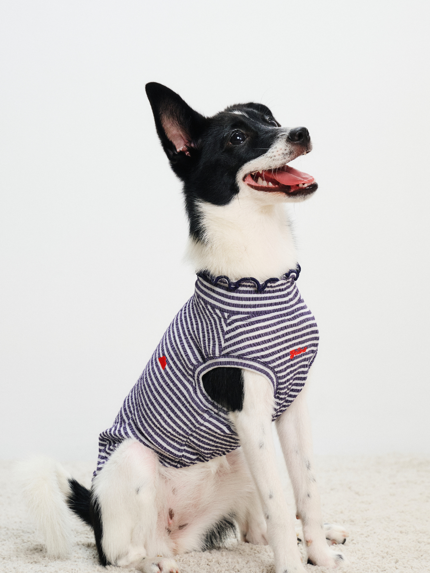 Rat terrier sitting in a side view while wearing the Colorful Daily Series Wavy 3D Pleated Pet Vest
