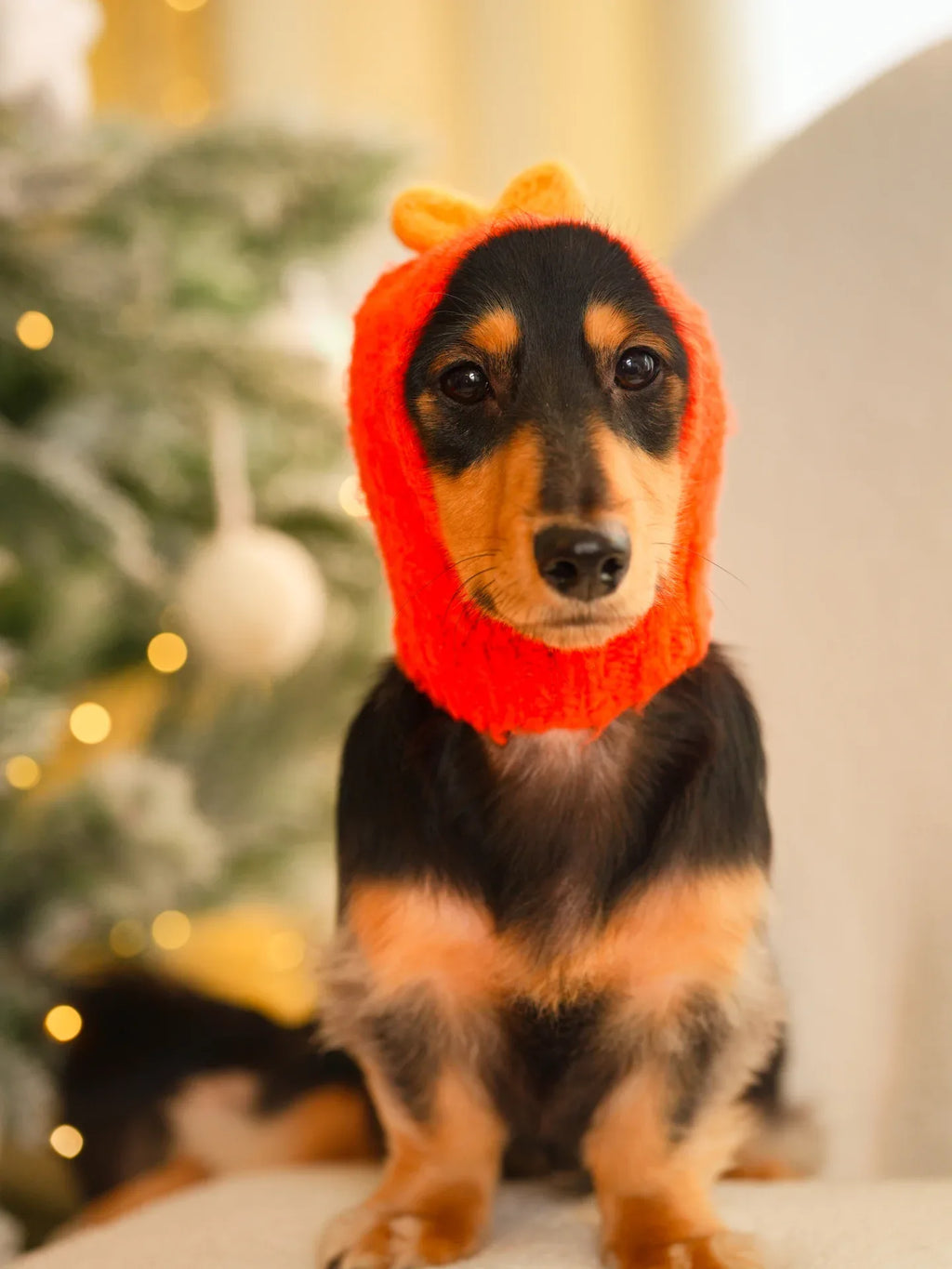 A smooth-haired Dachshund modeling the Persimmon Red wool beanie, showcasing the snug fit around the ears and neck.