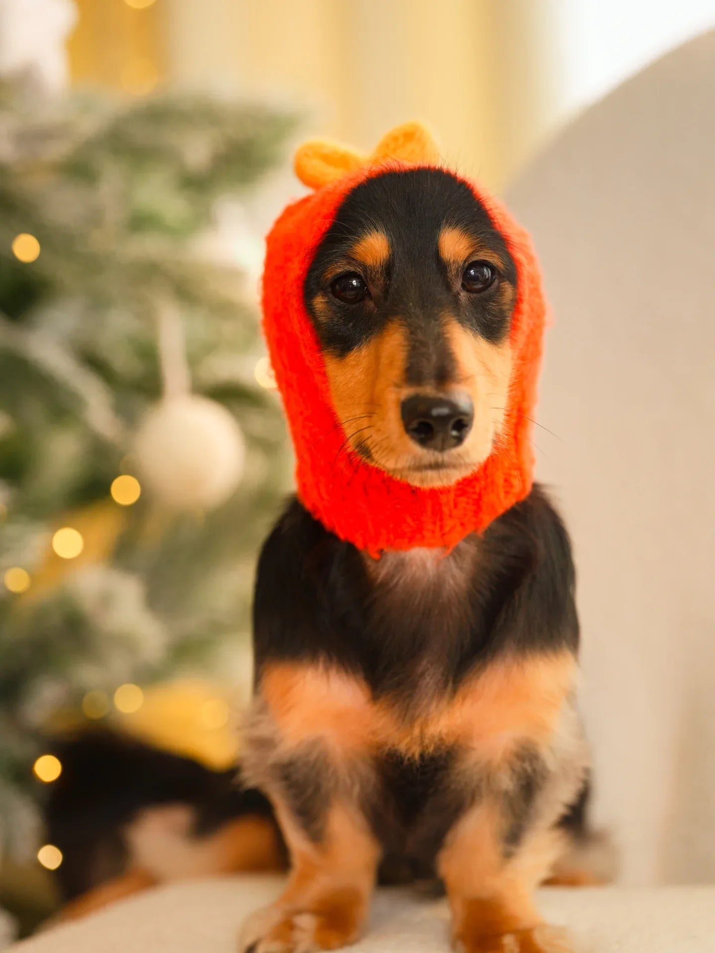 A smooth-haired Dachshund modeling the Persimmon Red wool beanie, showcasing the snug fit around the ears and neck.