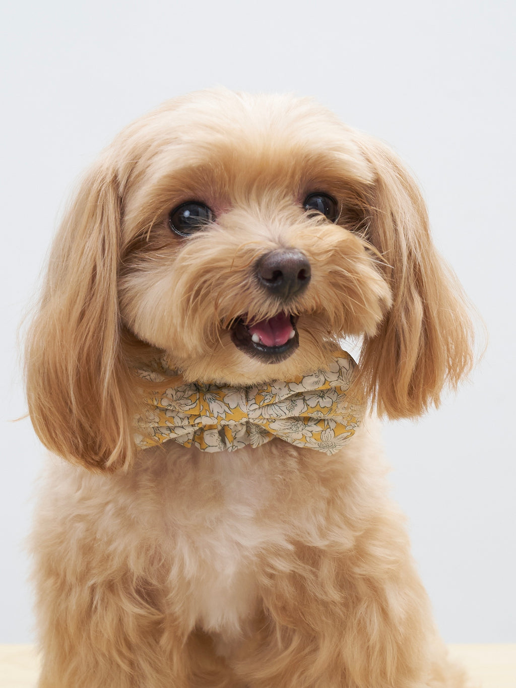 Portrait of an apricot dog styled with the Colorful Daily Nature's Verse Bow Neckpiece in Daisy, featuring soft floral details and a gentle bow.
