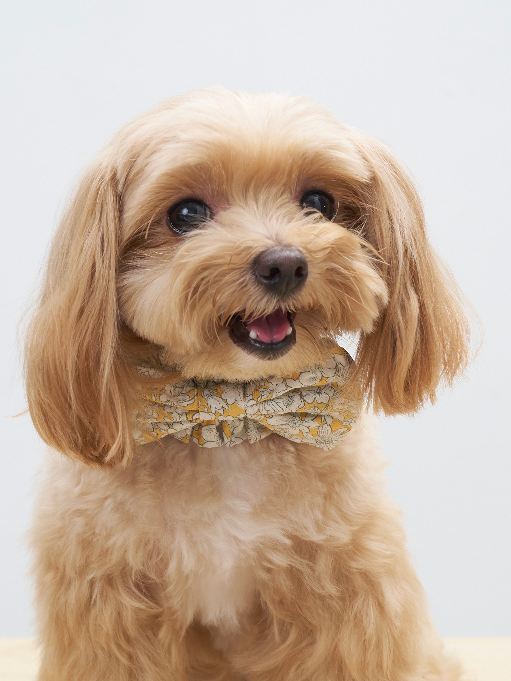 Portrait of an apricot dog styled with the Colorful Daily Nature's Verse Bow Neckpiece in Daisy, featuring soft floral details and a gentle bow.