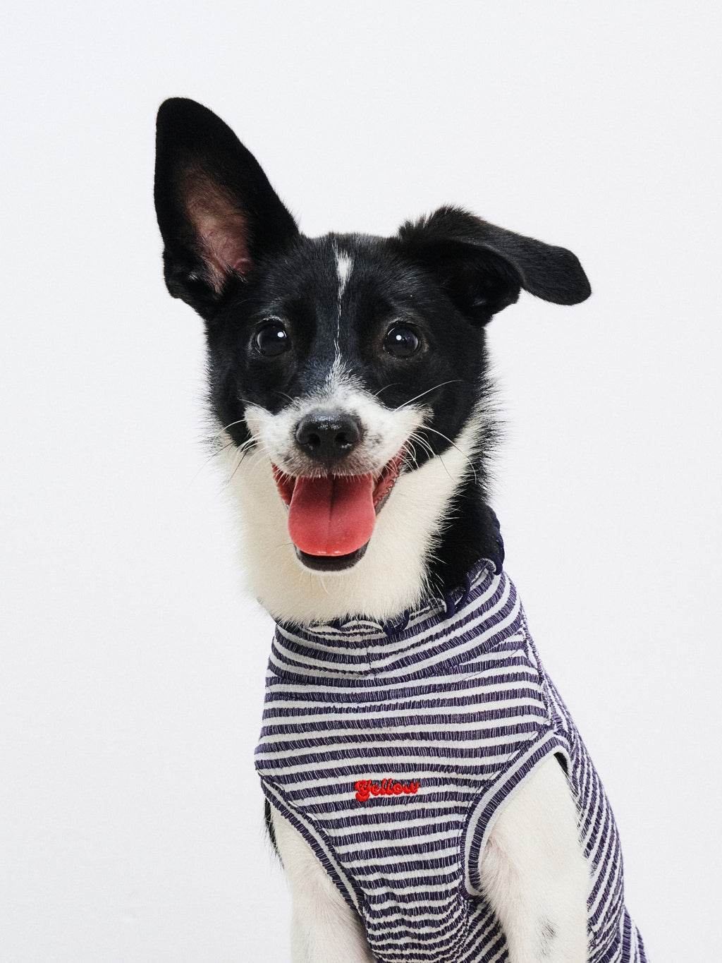 Front view of a black dog wearing the Colorful Daily AIRWave Tank in Navy Blue.