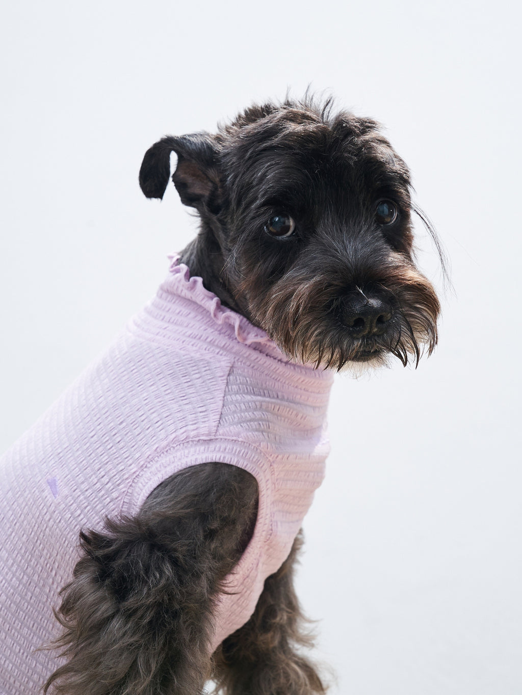 Side view of a small black dog wearing the Colorful Daily AIRWave Tank in Purple.
