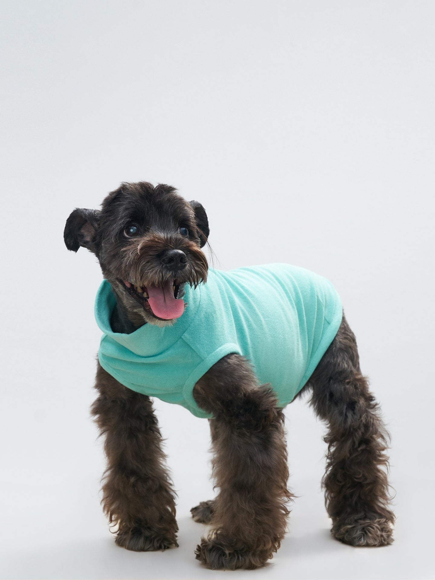 Small black dog wearing the Colorful Daily Soft Terry Tank in Mint Green.