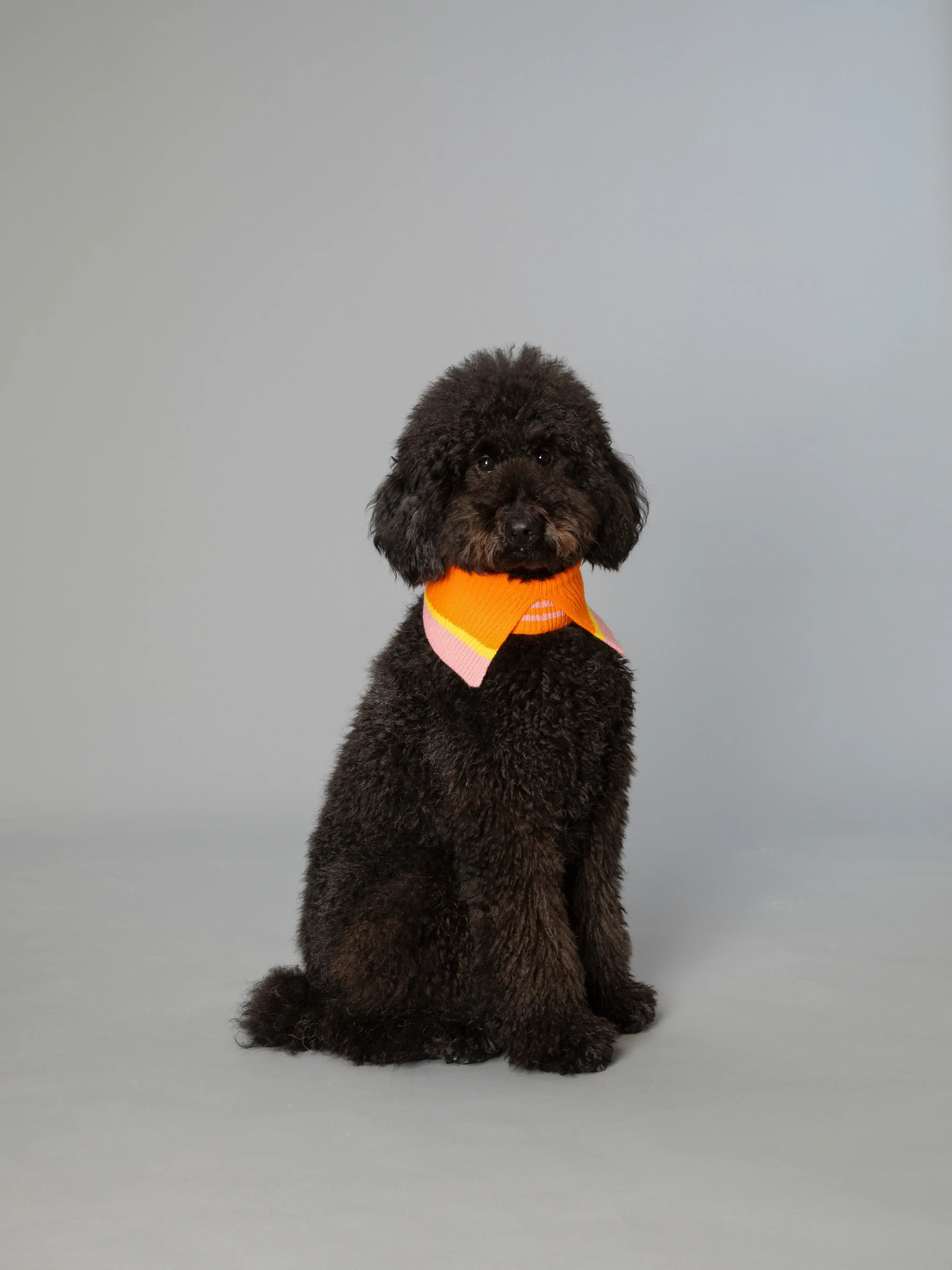 A black Toy Poodle modeling the Vibrant Orange fashion collar, showcasing how the bold colors pop against dark fur.