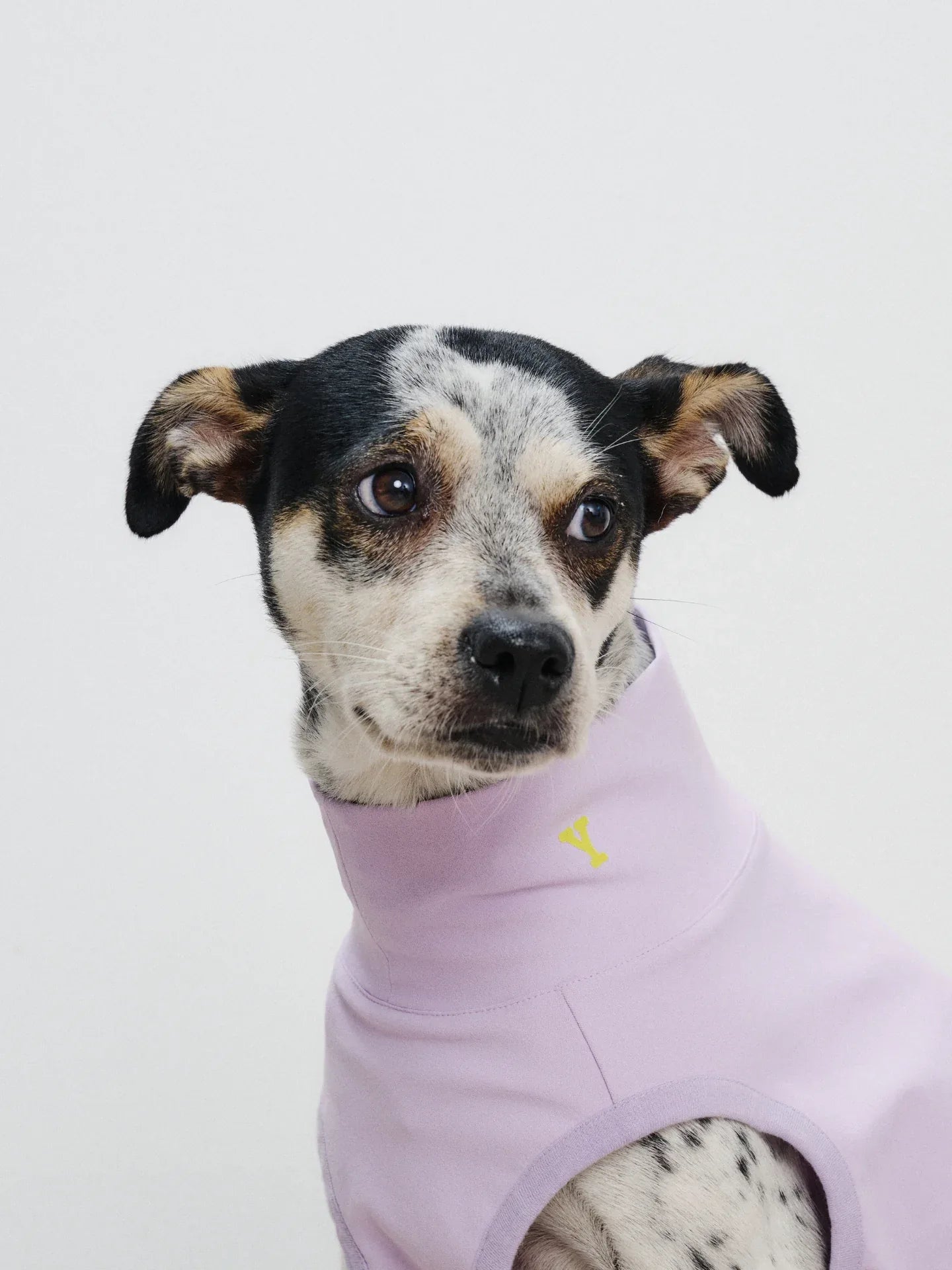 Front-facing portrait of a dog in the Light Purple quick-dry vest, highlighting the breathable and stretchy fabric.