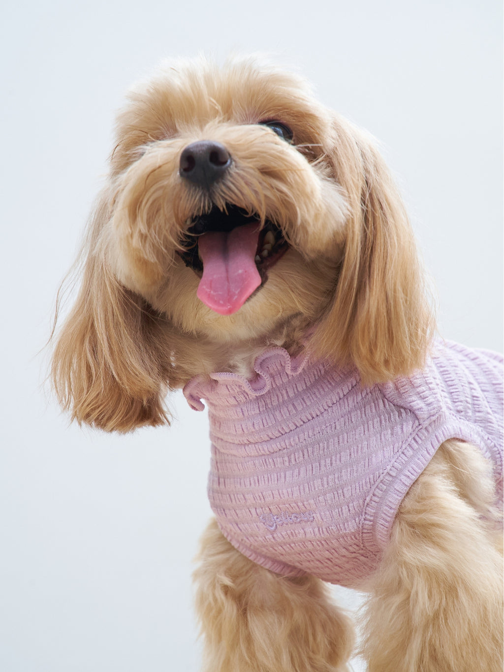 Front close-up of a brown dog wearing the Colorful Daily AIRWave Tank in Purple.