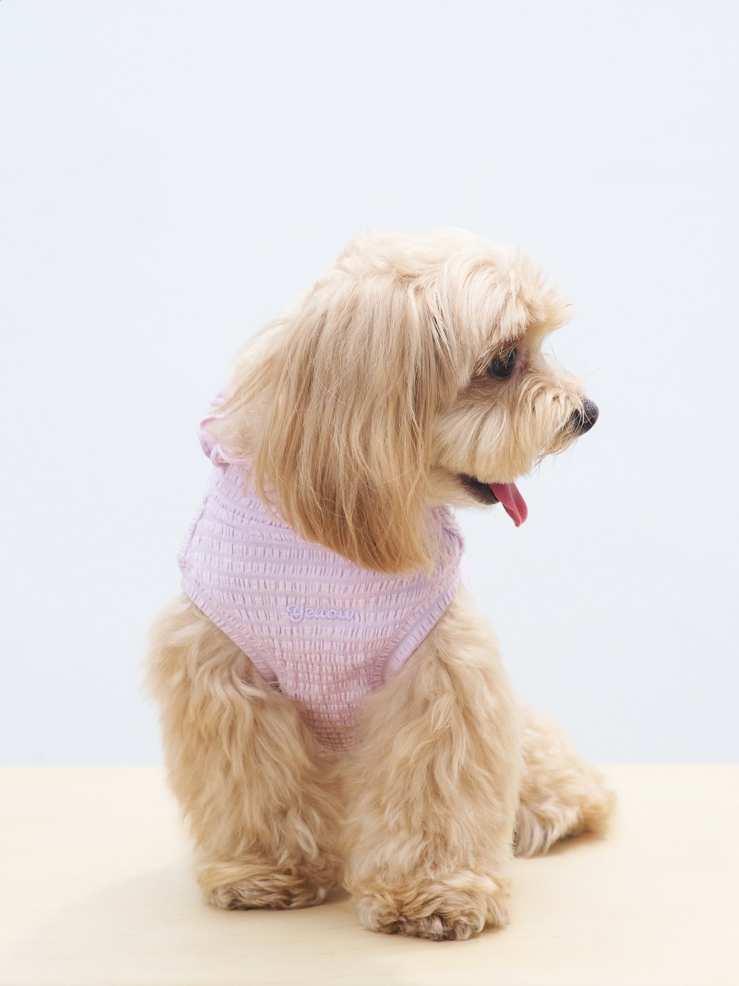 Seated side view of a brown dog wearing the Colorful Daily AIRWave Tank in Purple.