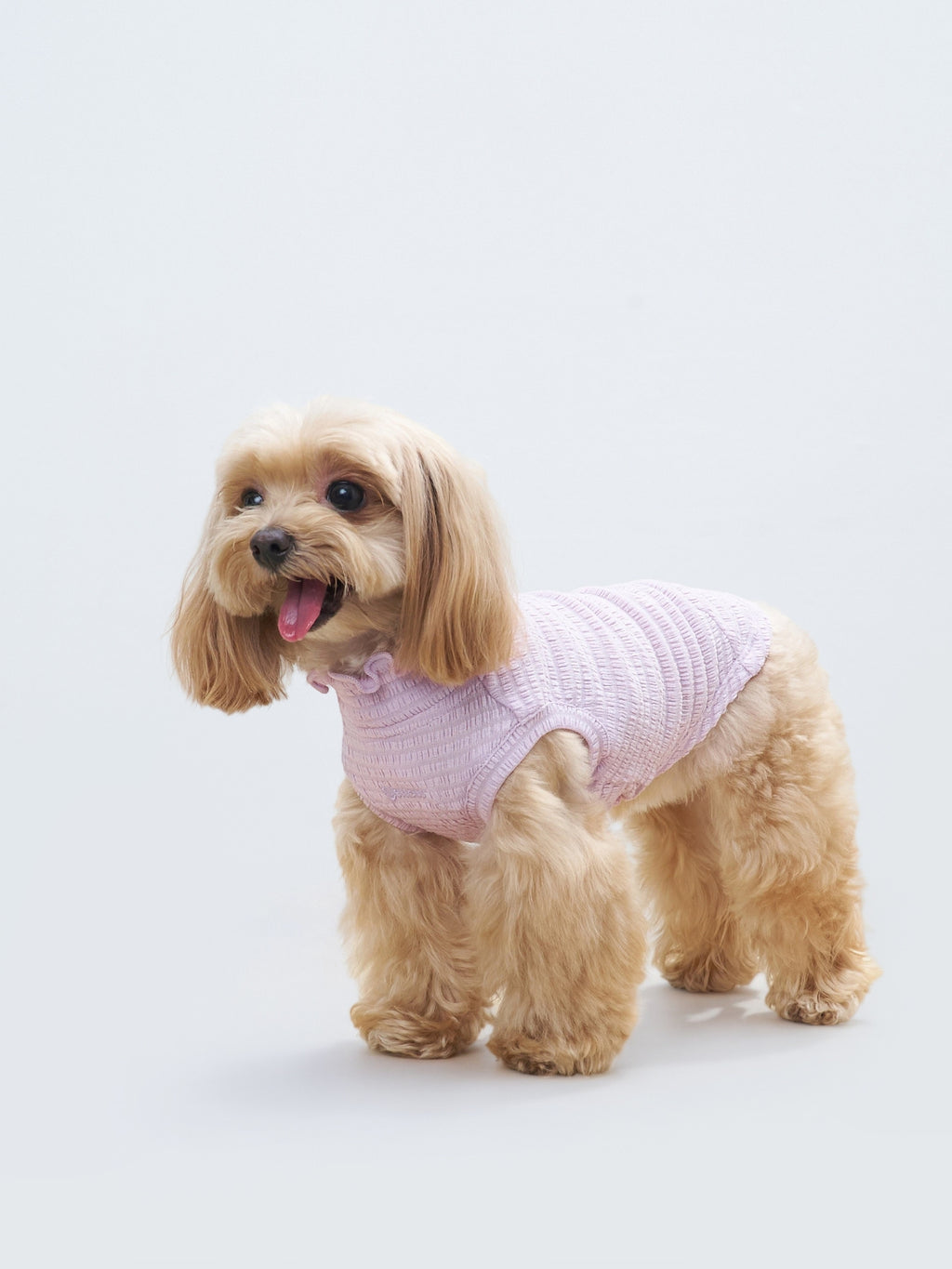 Side view of a small brown dog wearing the Colorful Daily AIRWave Tank in Purple.