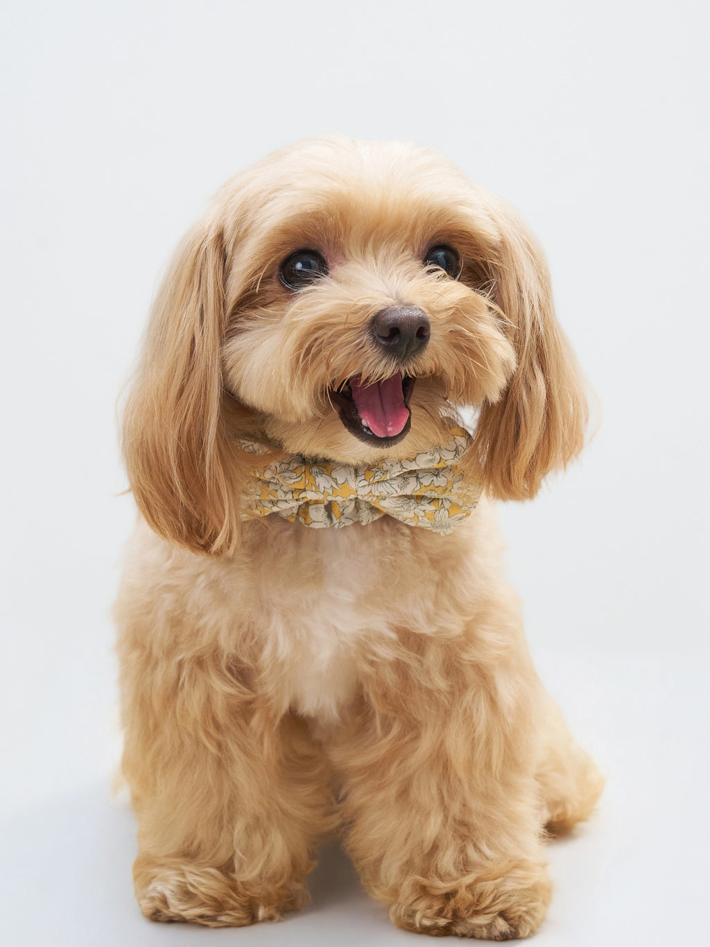 Front view of a brown dog wearing the Daisy Nature's Verse Bow Neckpiece.