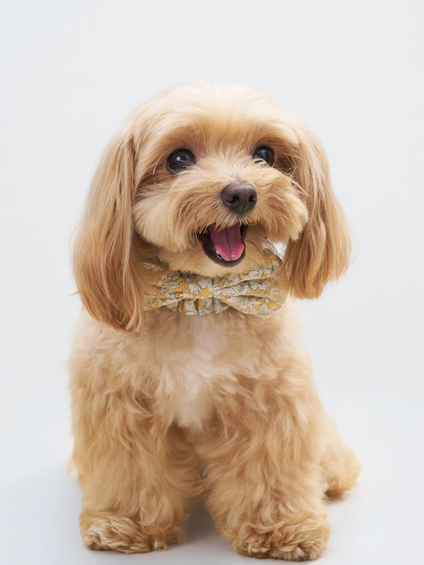 Front view of a brown dog wearing the Daisy Nature's Verse Bow Neckpiece.