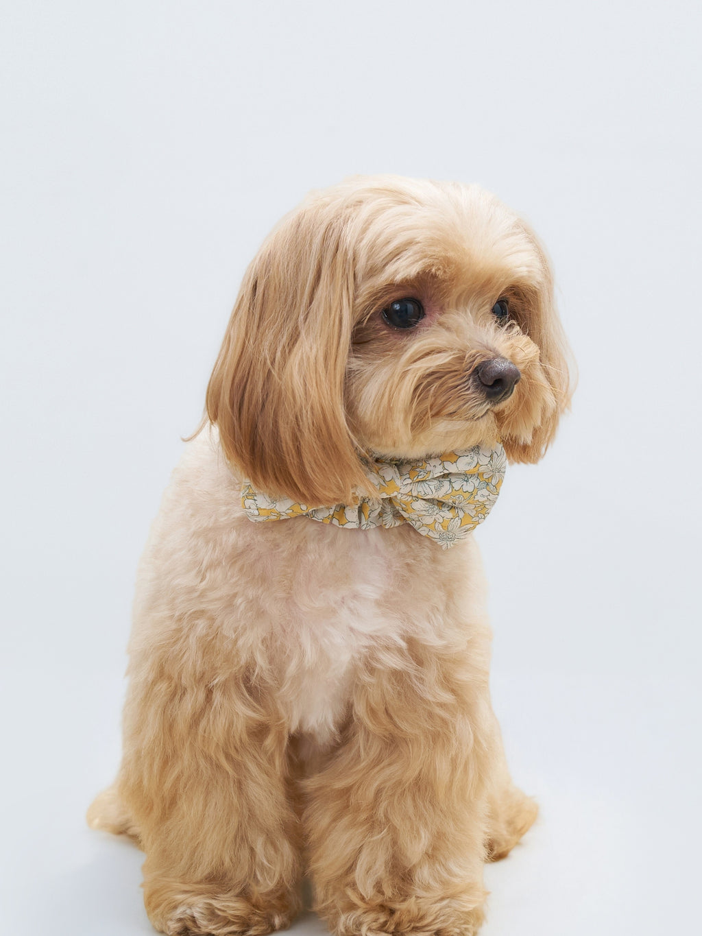 Side view of a brown dog wearing the Nature's Verse Bow Neckpiece in Daisy.