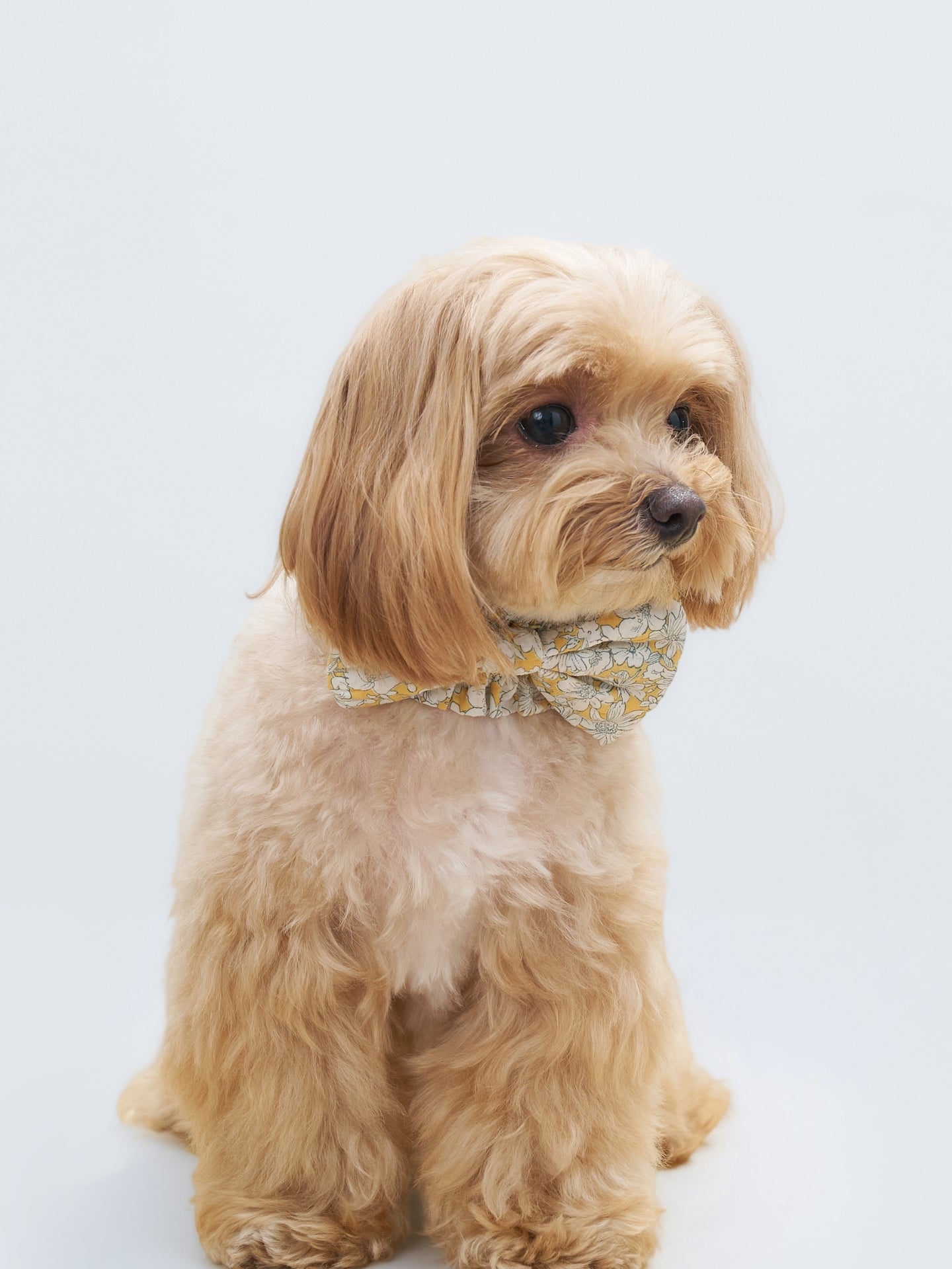 Side view of a brown dog wearing the Nature's Verse Bow Neckpiece in Daisy.