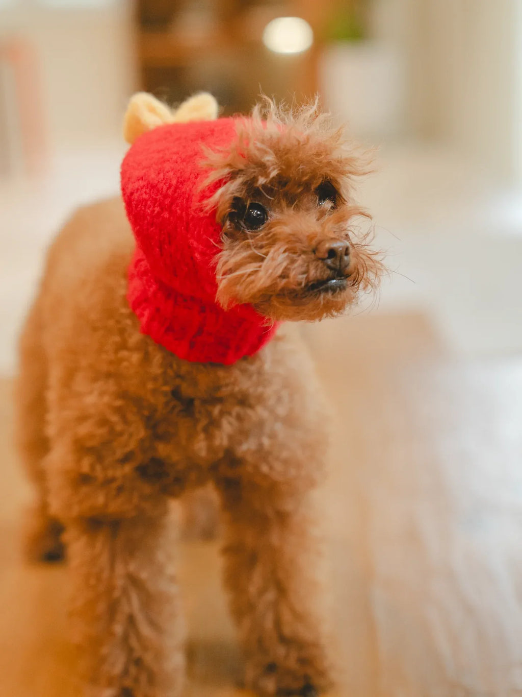 A brown Toy Poodle modeling the True Red "Mochi BonBon" beanie, showing how the yellow bow sits playfully on the head.