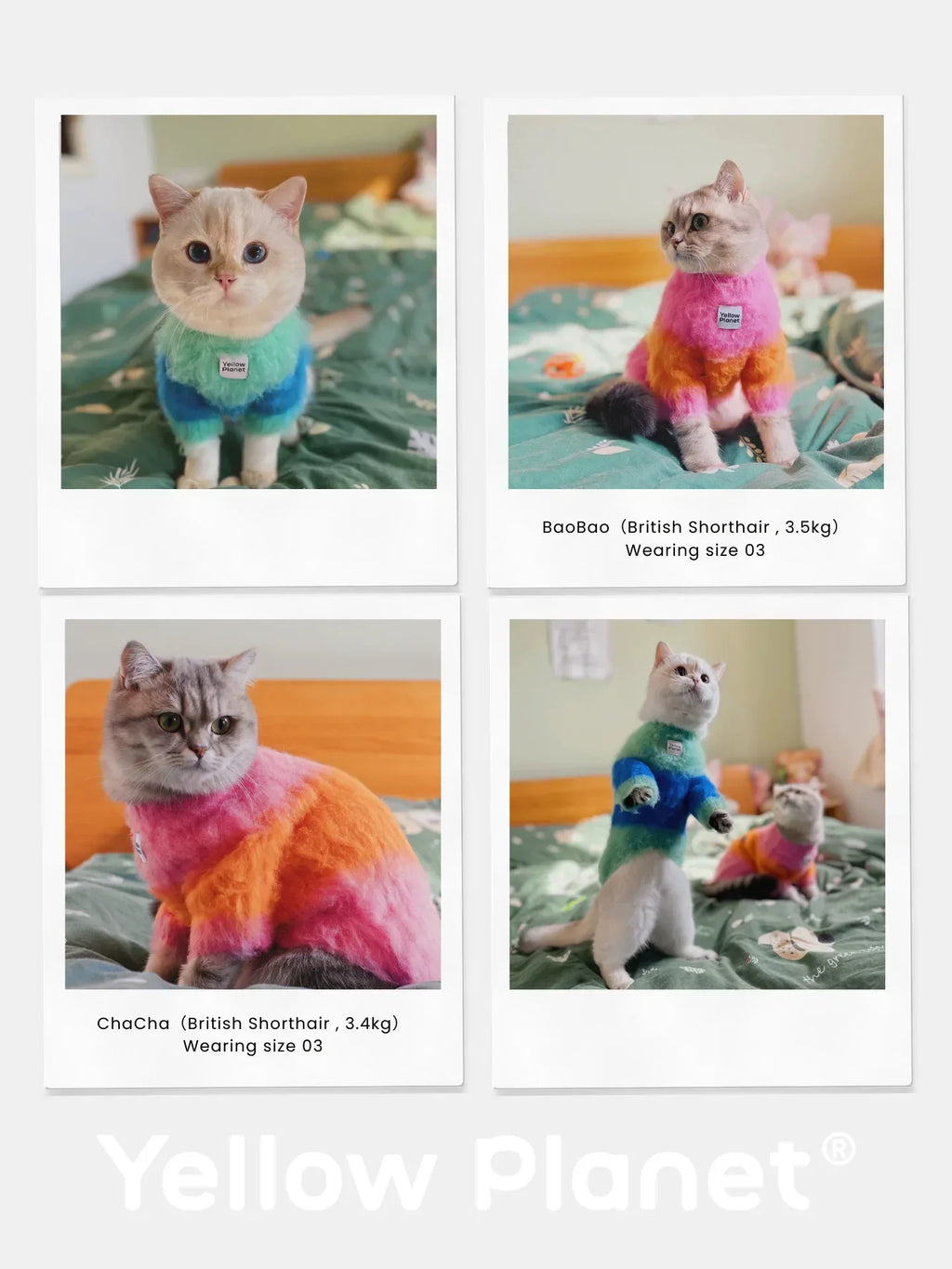 Collage of a cat and a dog wearing the Pink-Orange and Blue-Teal artistic color block brushed sweaters.
