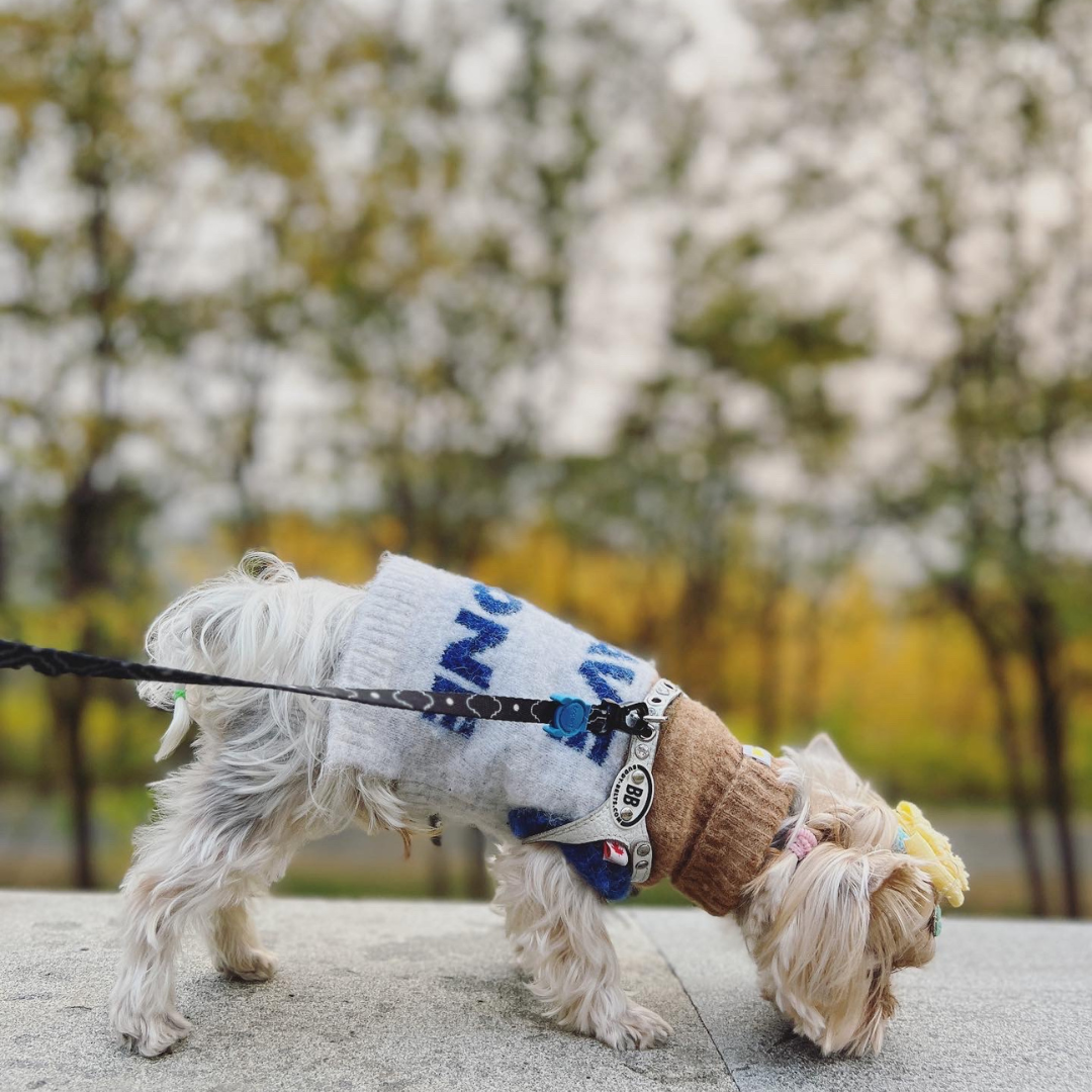 A Yorkshire Terrier wearing the Cat-Sophy alpaca wool knit vest — ultra-light, cozy, and stylish for fall and winter walks.