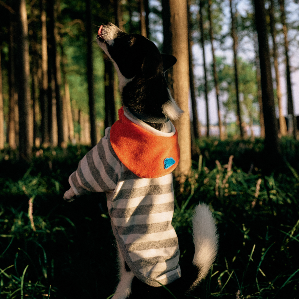 Back view of dog jumping while wearing gray striped Colorful Daily Series Two-Leg Pet Outfit with orange bandana
