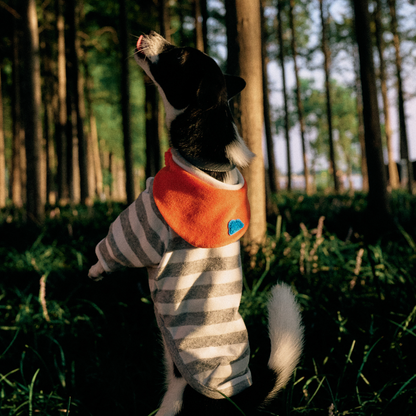 Back view of dog jumping while wearing gray striped Colorful Daily Series Two-Leg Pet Outfit with orange bandana
