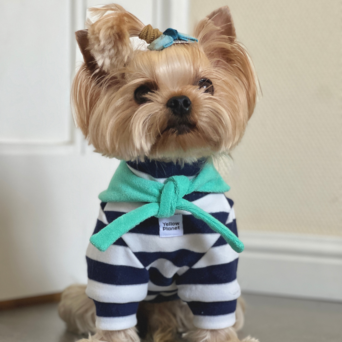 Small dog sitting indoors wearing Colorful Daily Series Classic Stripe two-leg pet outfit in blue with a green yarn-dyed bandana, front view

