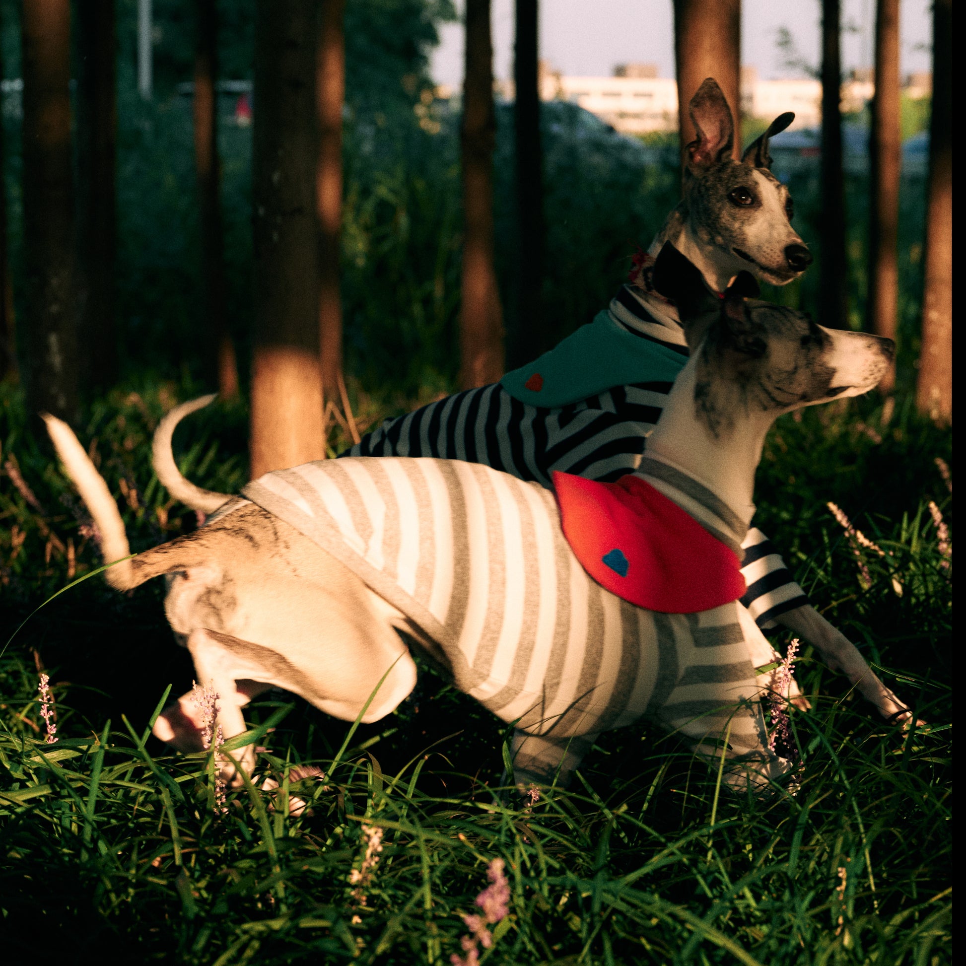Lifestyle main image of Colorful Daily Series Classic Stripe Yarn-Dyed Two-Leg Pet Outfit with detachable bandana