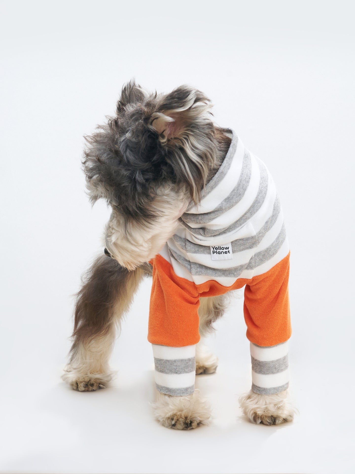 Mini Schnauzer wearing the Colorful Daily colorblock terry tee, showing the grey-white stripe and orange sleeve design.