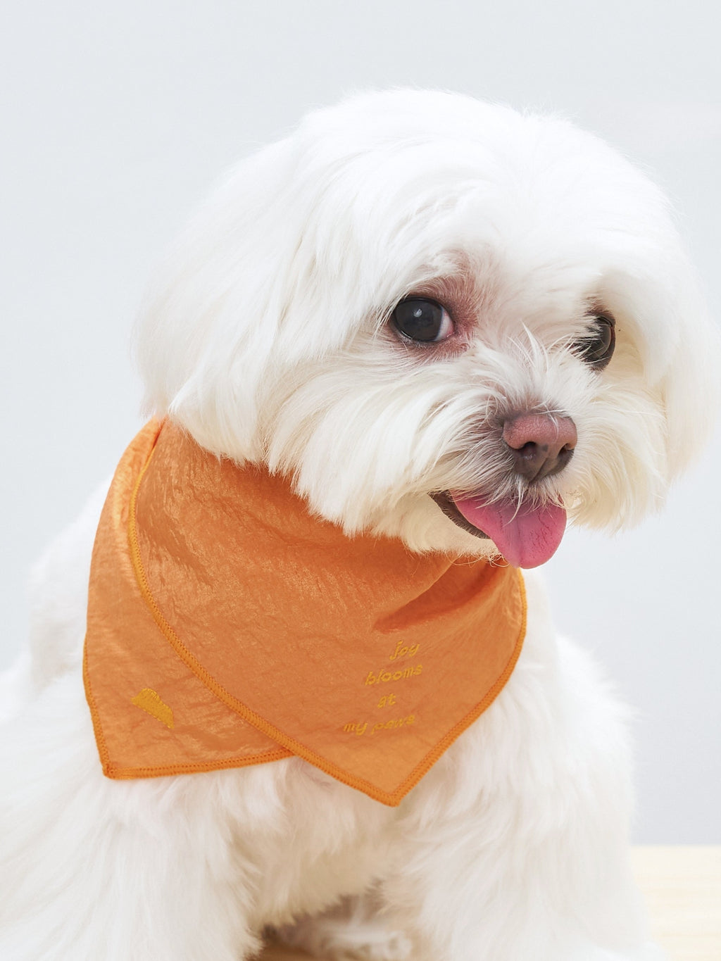 White small dog wearing the Colorful Daily Little Thoughts bandana in Orange, a lightweight embroidered accent for everyday styling.