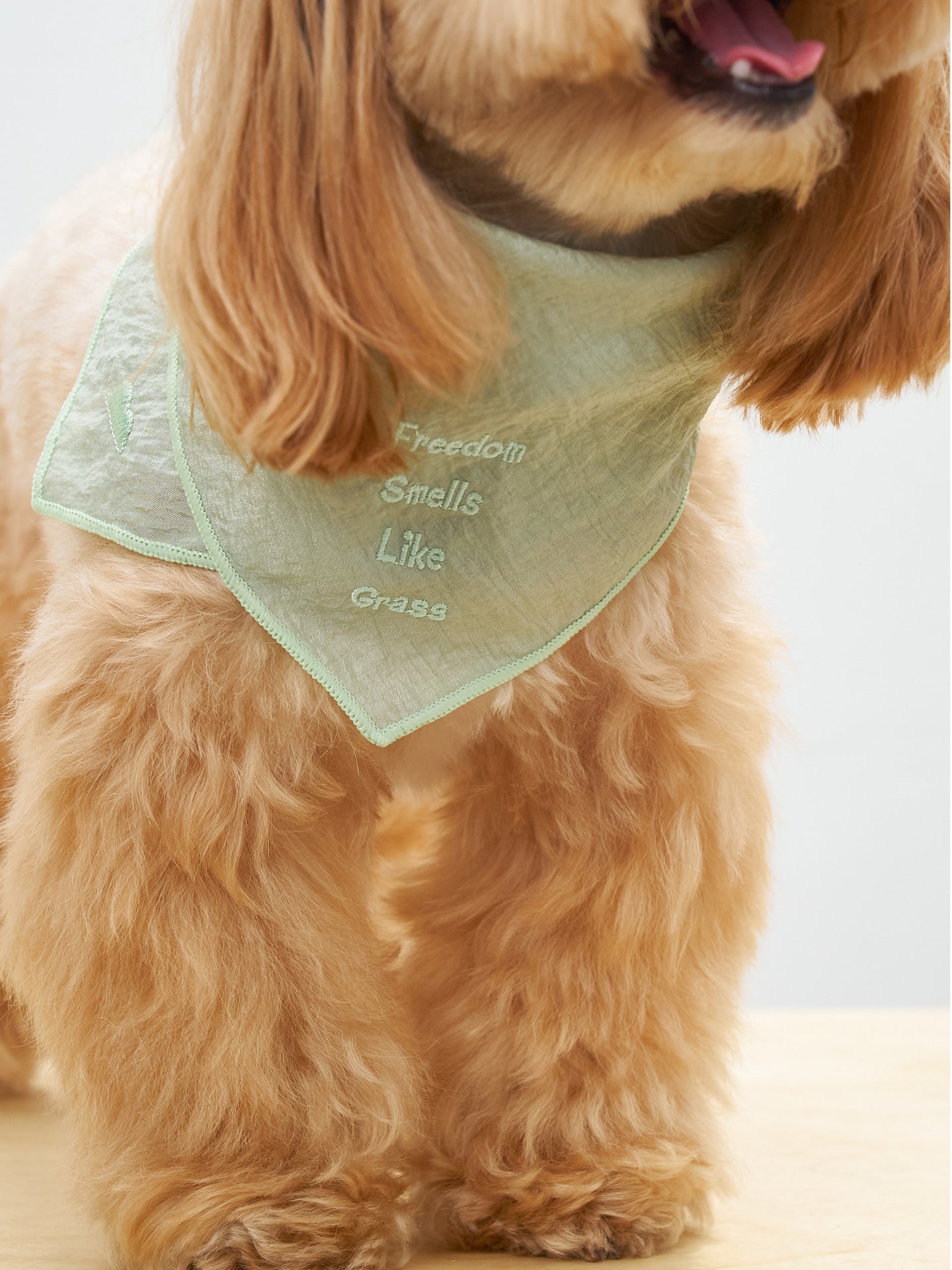 Maltipoo dog wearing the Colorful Daily Little Thoughts from Dogs & Cats Bandana in Green, made from vintage nylon with delicate embroidery.