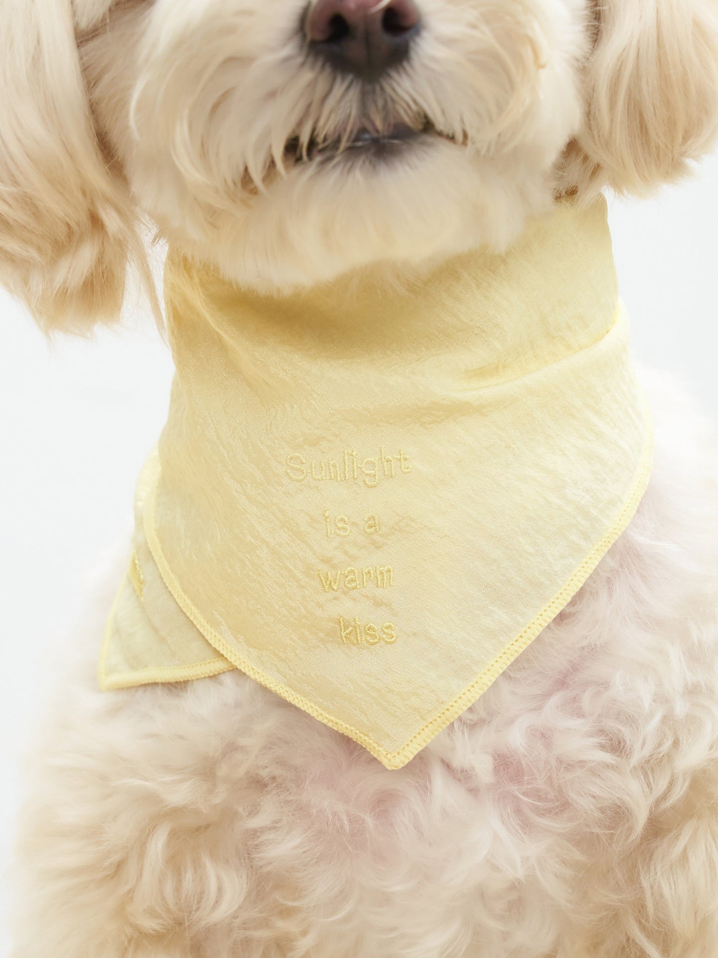 Maltipoo dog wearing the Colorful Daily Little Thoughts from Dogs & Cats Bandana in Yellow, made from vintage nylon with delicate embroidery.