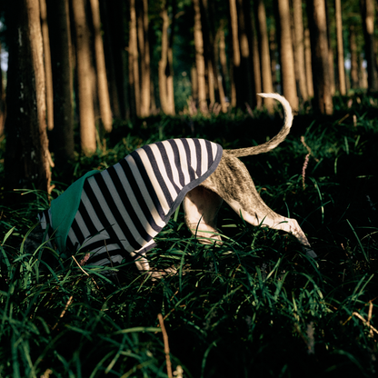 Dog wearing the Colorful Daily Series navy stripe yarn-dyed two-leg pet outfit with green bandana, exploring in forest grass, side view
