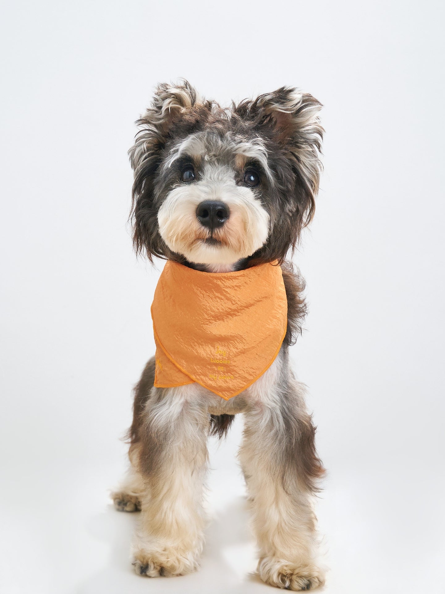 Black and white small dog wearing the Colorful Daily orange dog bandana with a softly crinkled texture and embroidered detail.