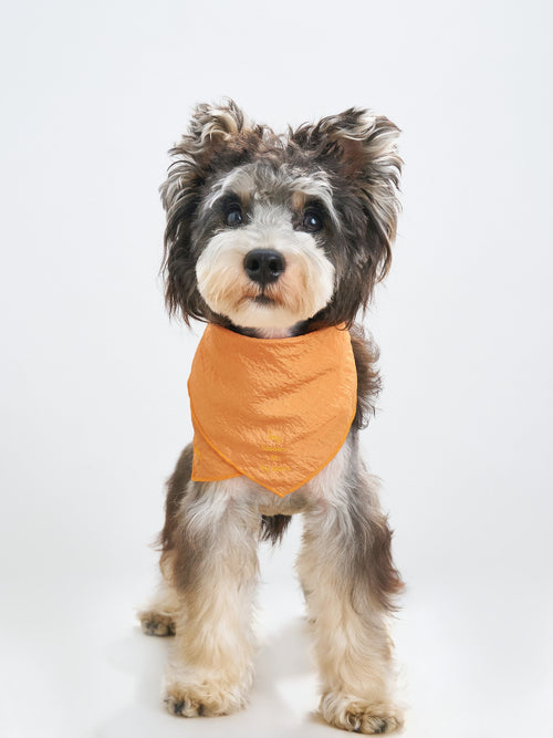 Black and white small dog wearing the Colorful Daily orange dog bandana with a softly crinkled texture and embroidered detail.