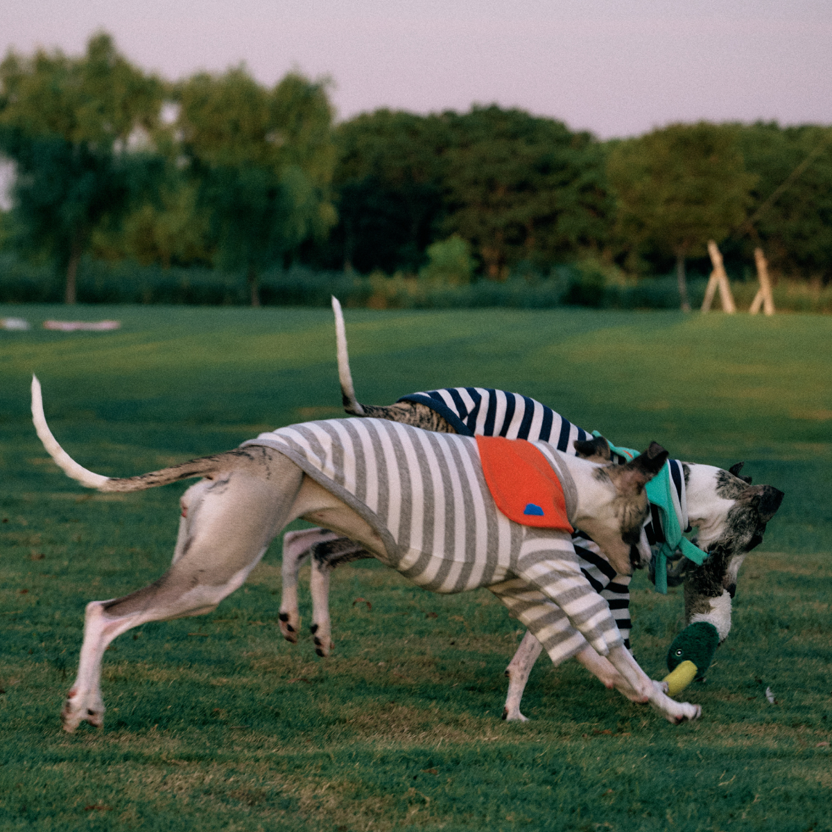 Two Greyhounds wearing Colorful Daily Series Classic Stripe × Color Yarn-dyed Two-Leg Pet Outfit with Bandana, chasing a toy on the grass