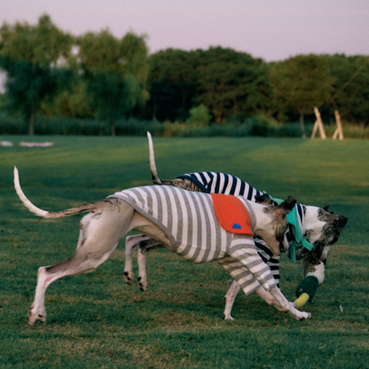 Two Greyhounds wearing Colorful Daily Series Classic Stripe × Color Yarn-dyed Two-Leg Pet Outfit with Bandana, chasing a toy on the grass