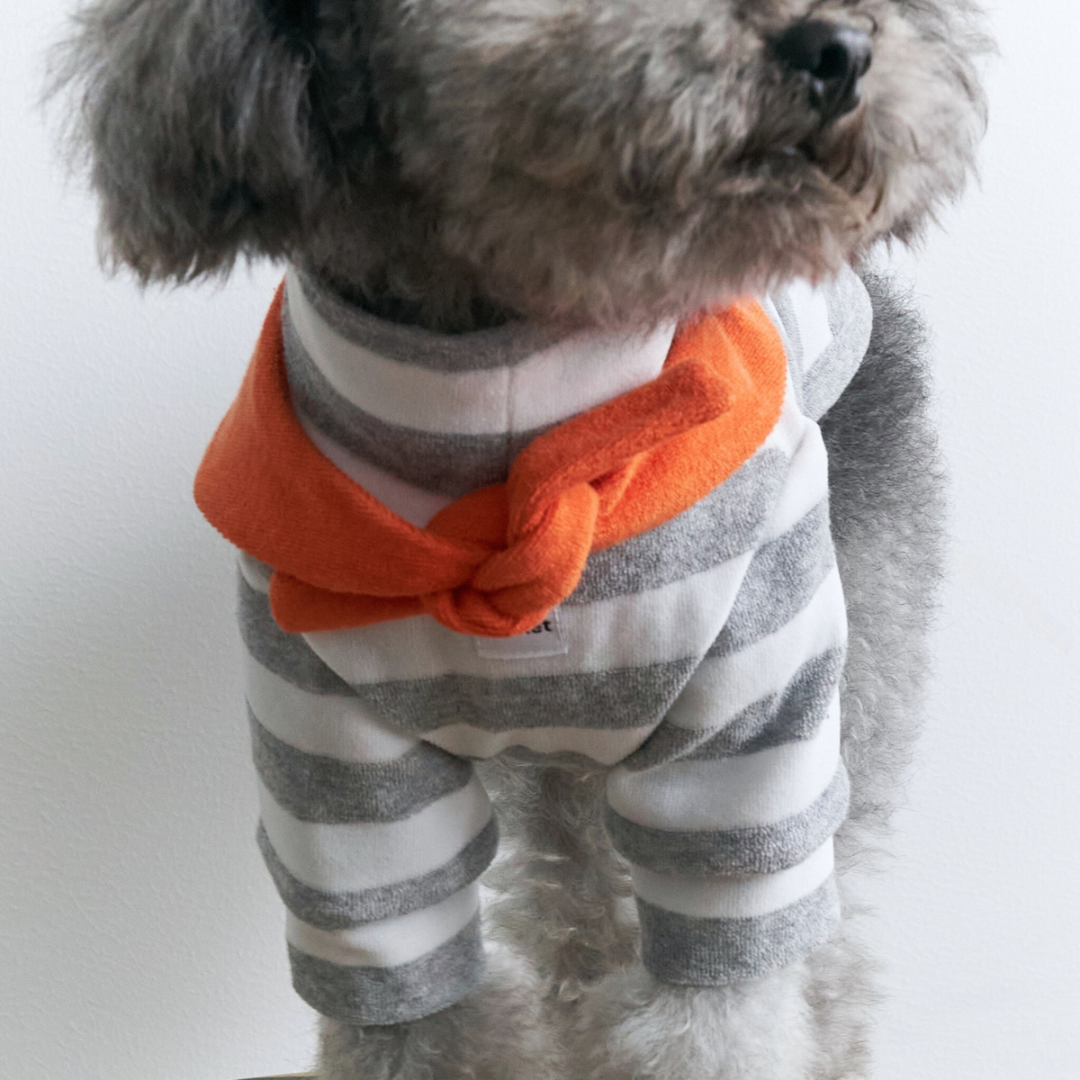 Gray small dog wearing Colorful Daily Series Classic Stripe × Color Yarn-dyed Two-Leg Pet Outfit in gray stripe with orange bandana, front close-up view on white background