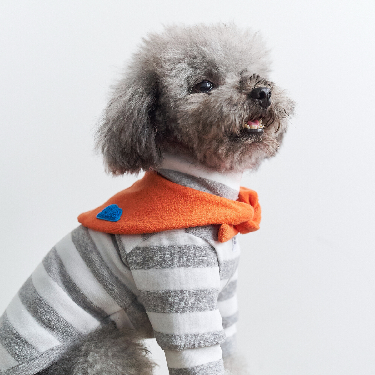 Gray small dog wearing Colorful Daily Series Classic Stripe × Color Yarn-dyed Two-Leg Pet Outfit in gray stripe with orange bandana, side view on white background
